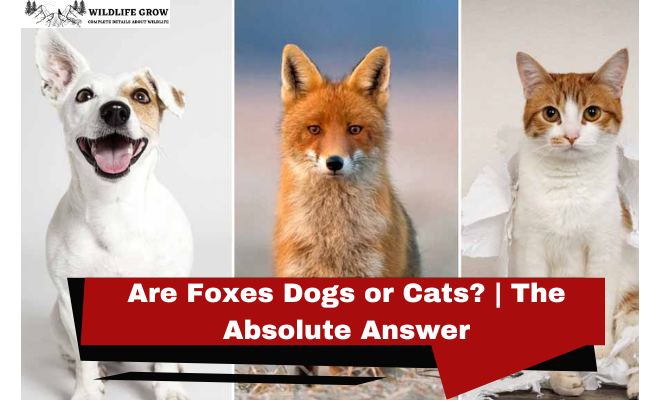 Are Foxes Dogs or Cats? | The Absolute Answer