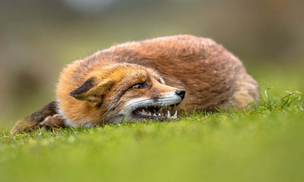 Are Foxes Vermin