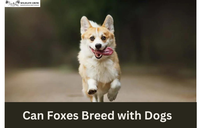 Can Foxes Breed with Dogs