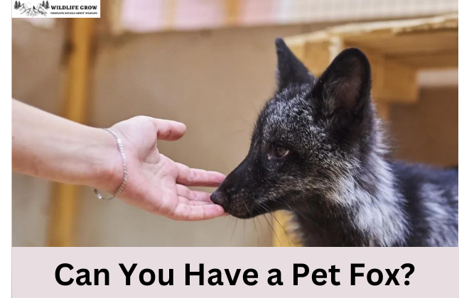 Can You Have a Pet Fox?