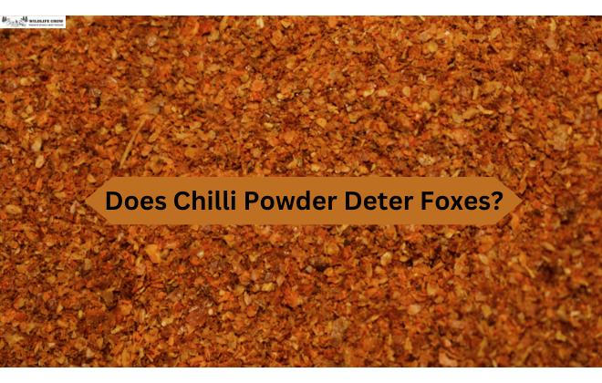 Does Chilli Powder Deter Foxes?