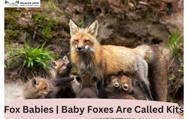 Fox Babies | Baby Foxes Are Called Kits