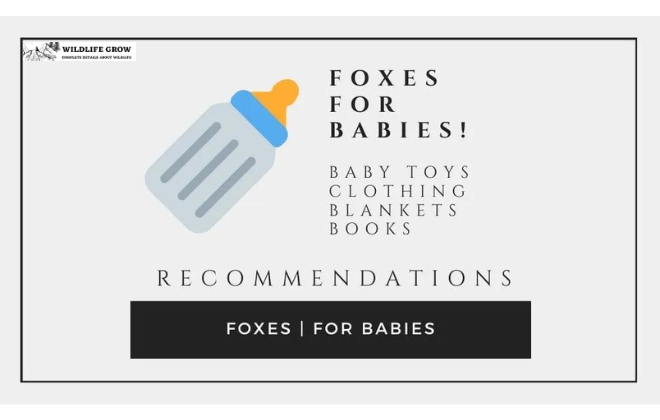 Foxes for Babies | Awesome Fox Stuff for Babies