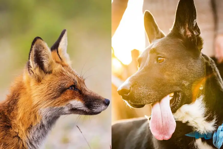Can Foxes Breed with Dogs