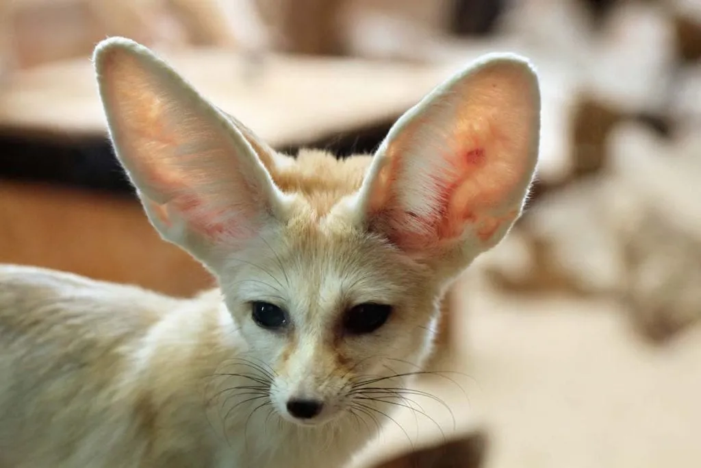 Desert Foxes Species That Thrive in the Desert