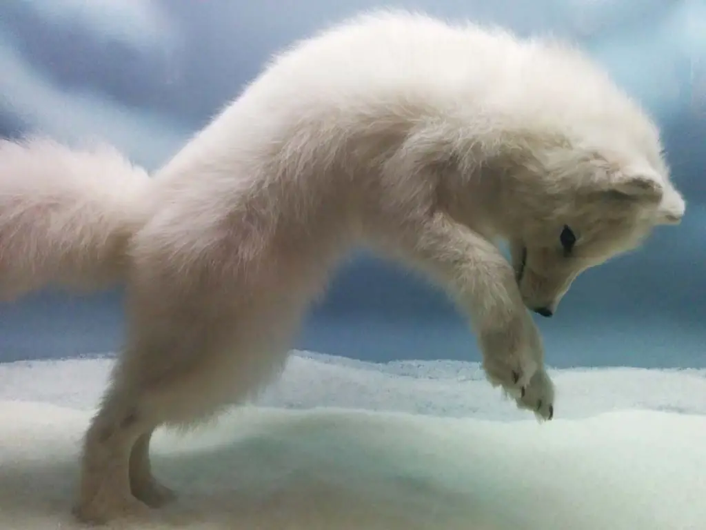 Arctic Fox  footpads