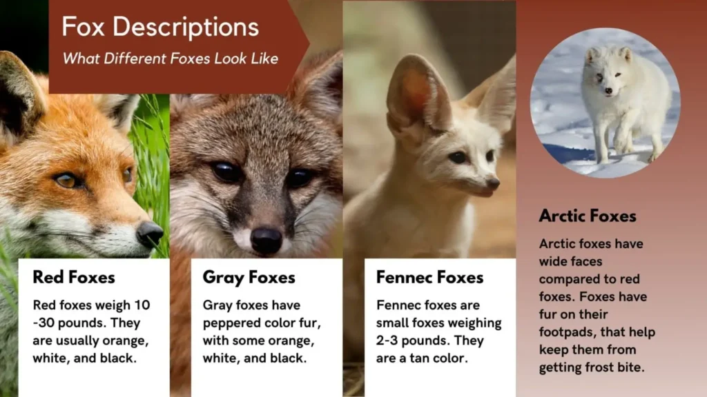 What do Foxes Look Like
