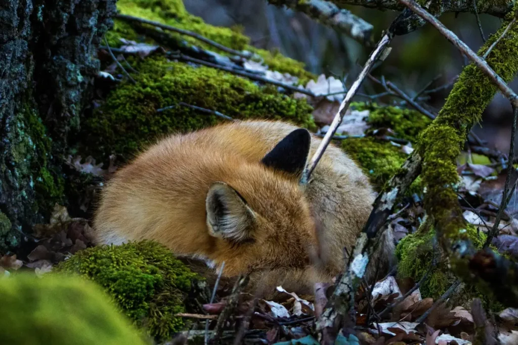 Where do Foxes Sleep
Fox Sleeping Habits