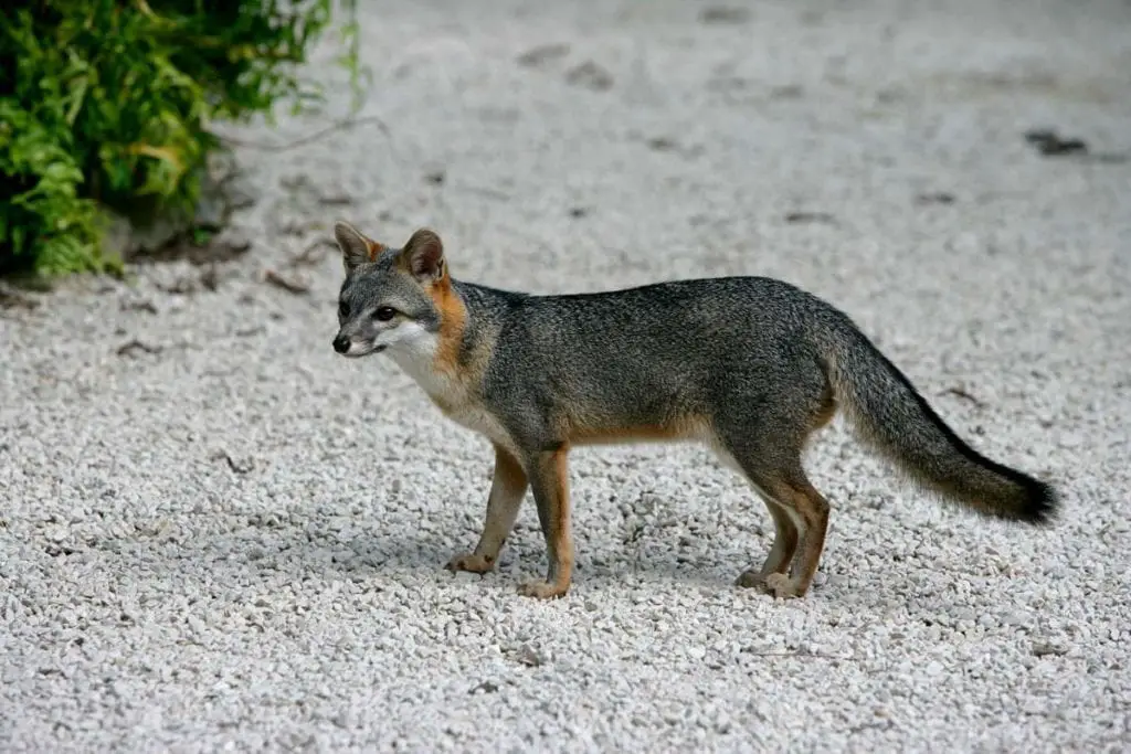  Species of Fox Gray Fox