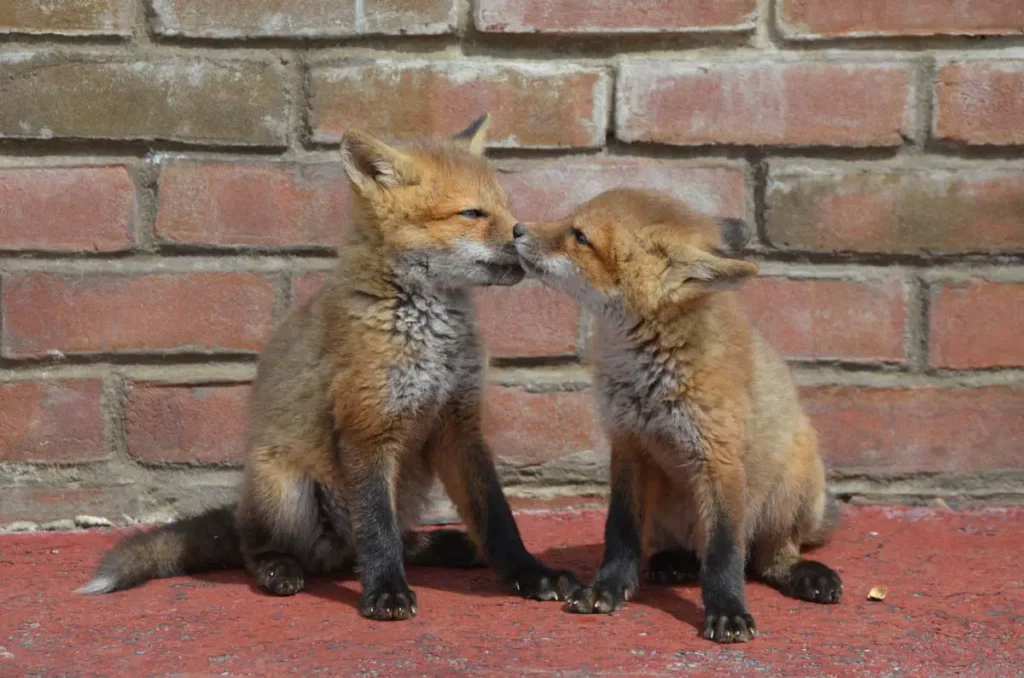 Foxes Mate