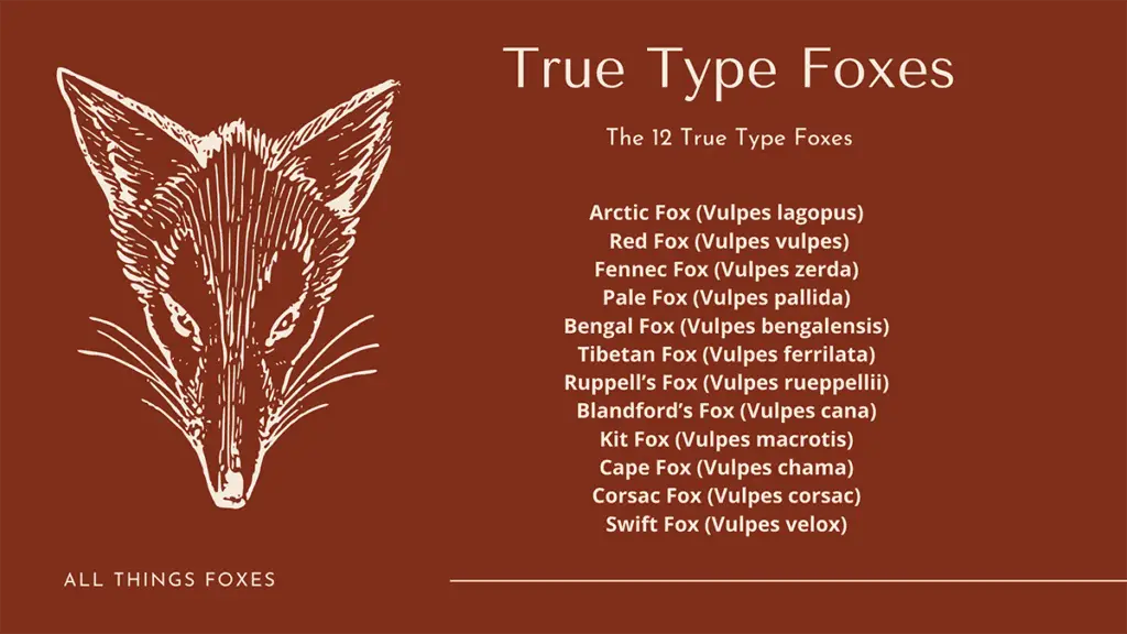 What are Foxes
