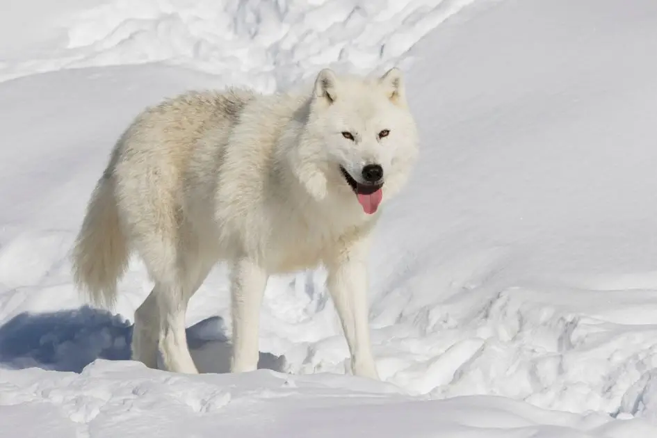  Arctic Wolf