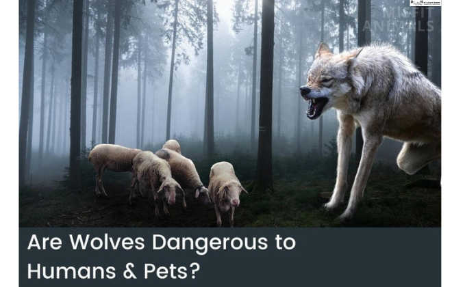 Are Wolves Dangerous to Humans & Pets?