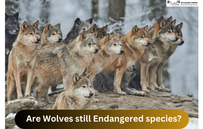 Are Wolves still Endangered species?