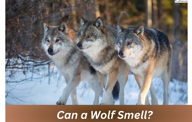 Can a Wolf Smell? 
