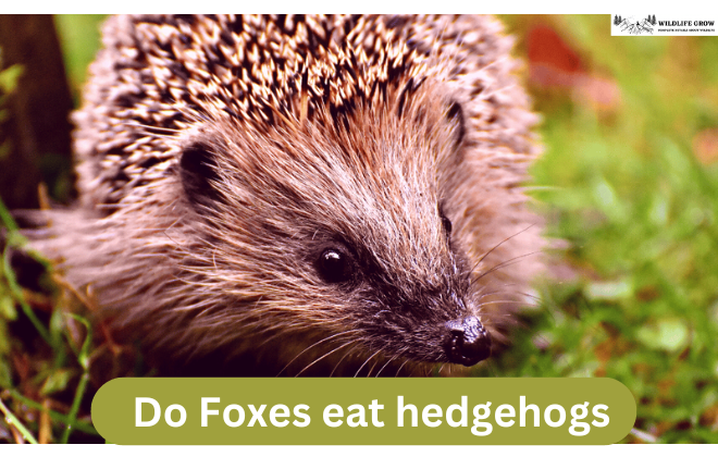Do Foxes eat hedgehogs