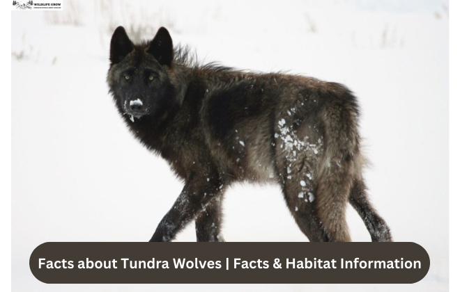 Facts about Tundra Wolves | Facts & Habitat Information