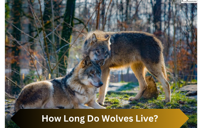 How Long Do Wolves Live?