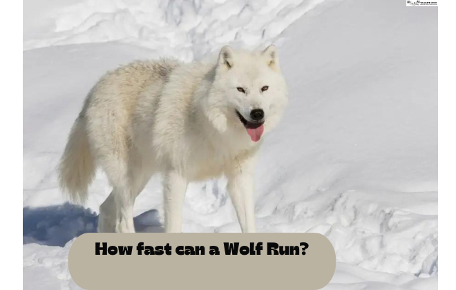 How fast can a Wolf Run?