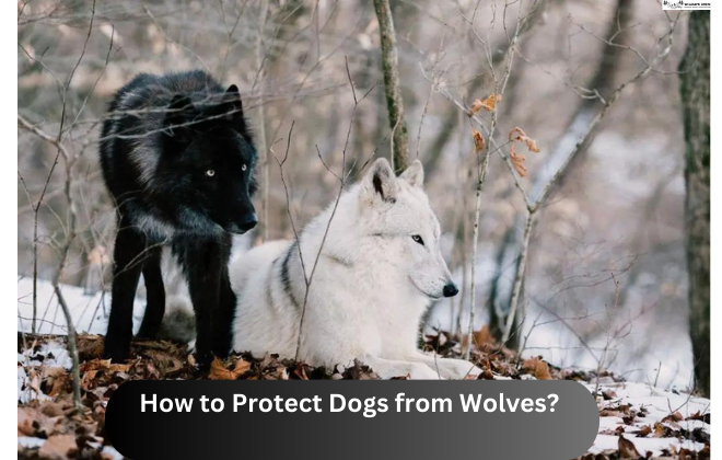 How to Protect Dogs from Wolves? | Detailed Information