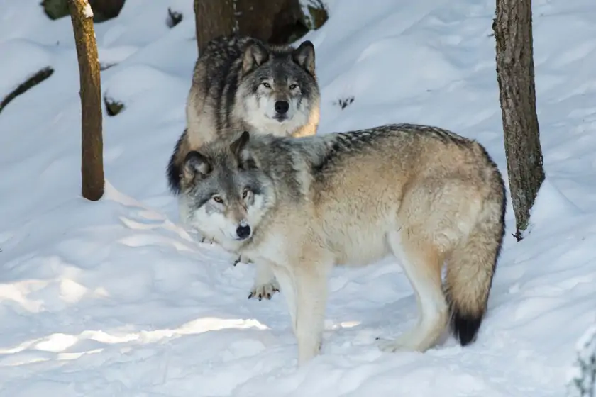 Types of Wolves
Northwestern Wolf