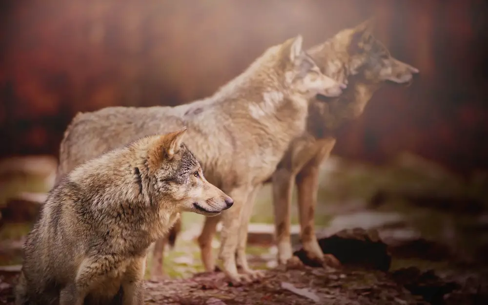 Can Wolves Live with Humans