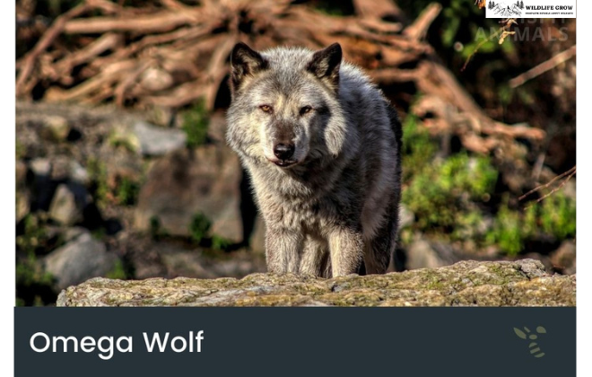 The Omega Wolf & Its Role in the Pack
