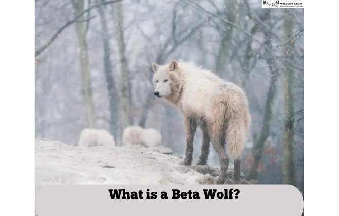 What is a Beta Wolf?