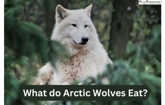 What do Arctic Wolves Eat?