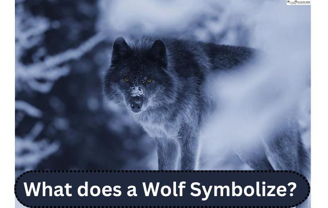 What does a Wolf Symbolize? | Pure Spirit