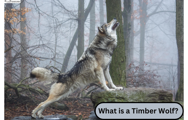 What is a Timber Wolf?