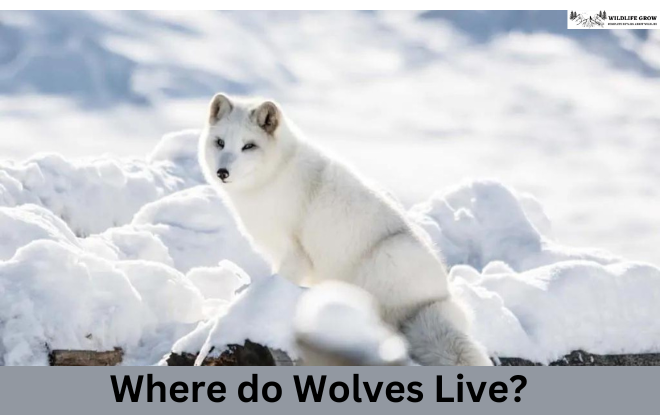 Where do Wolves Live?