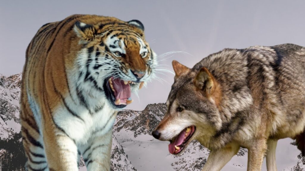 Tiger vs. Wolf 