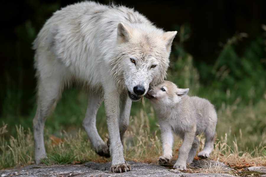 What is a Baby Wolf Called

Early Life of Wolf Pup