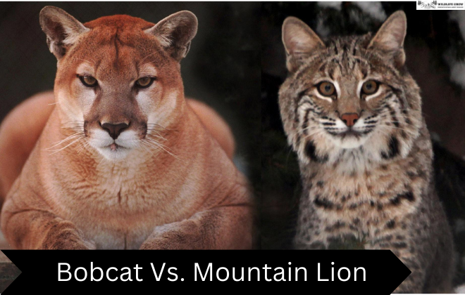 Bobcat Vs. Mountain Lion | 4 Key Differences Explained