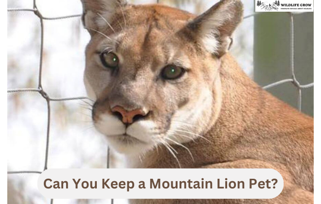 Can You Keep a Mountain Lion Pet?