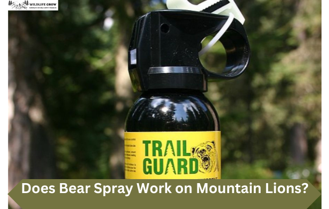 Does Bear Spray Work on Mountain Lions?