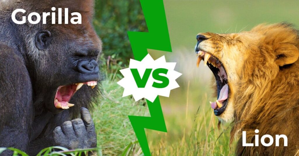 Lion vs. Gorilla