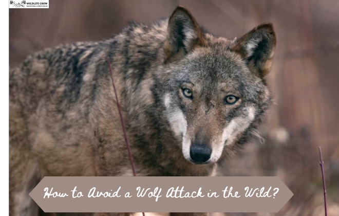 How to Avoid a Wolf Attack in the Wild