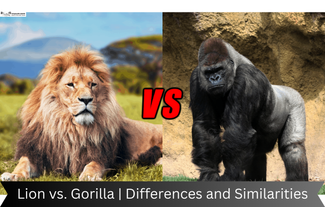 Lion vs. Gorilla | Differences and Similarities