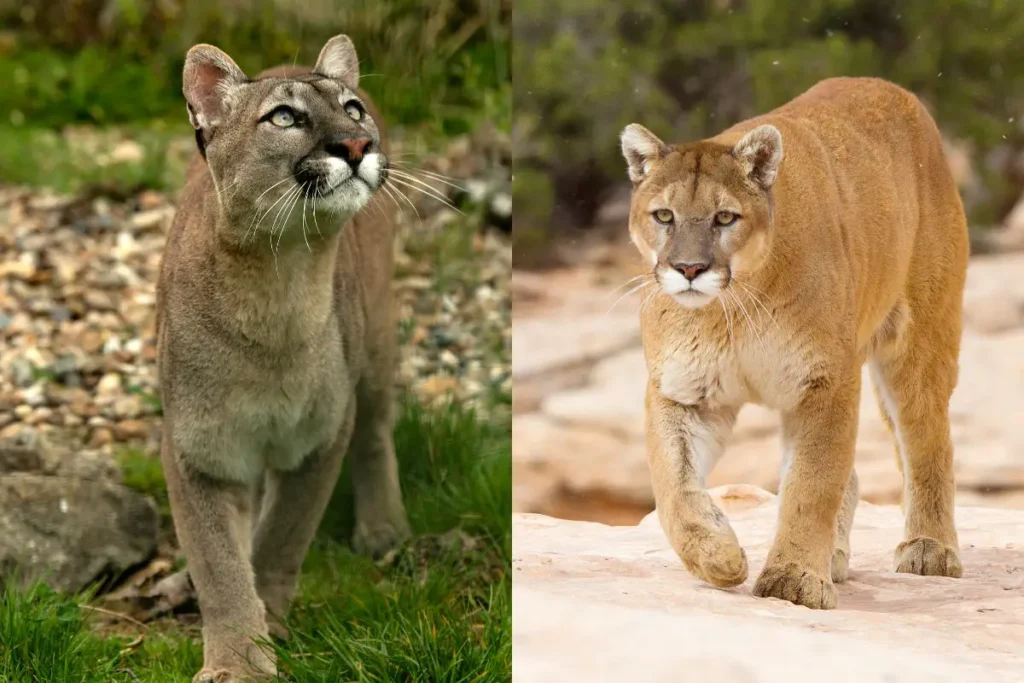 Mountain Lion vs. Cougar vs. Puma 