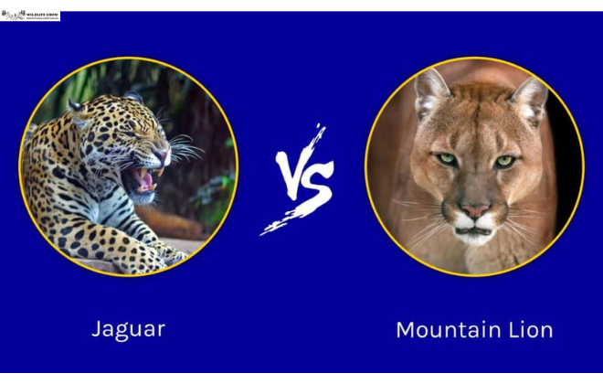 Jaguar vs. Mountain Lion | What Are the Differences?