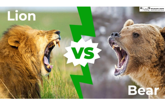 Lions vs. Bears