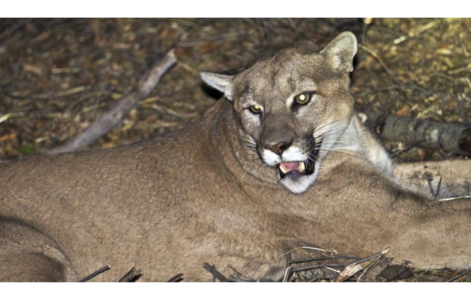 Does Bear Spray Work on Mountain Lions