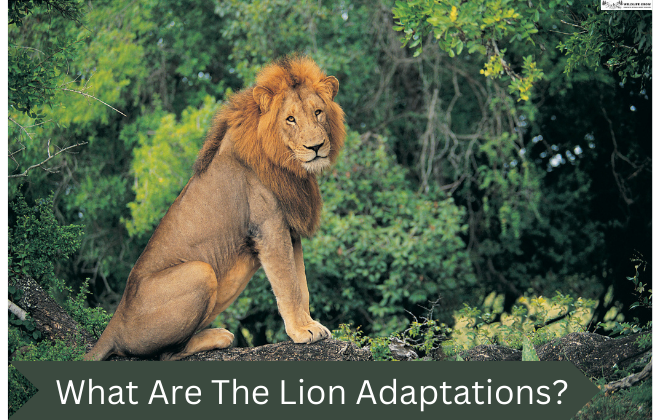What Are The Lion Adaptations? | Physical and Behavioral