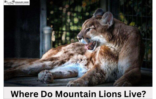 Where Do Mountain Lions Live?