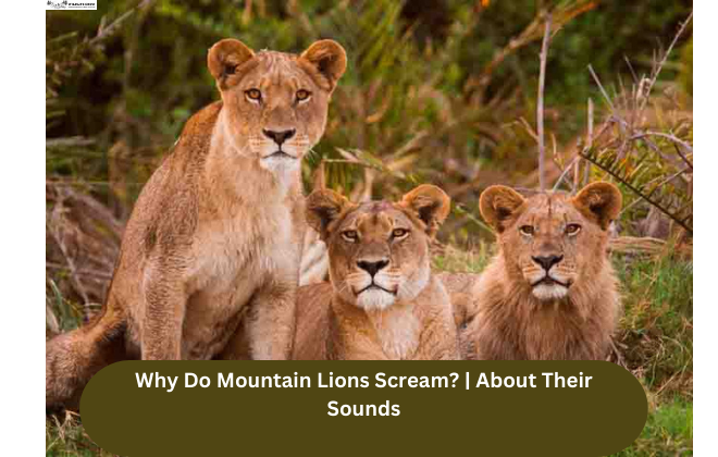 Why Do Mountain Lions Scream? | About Their Sounds