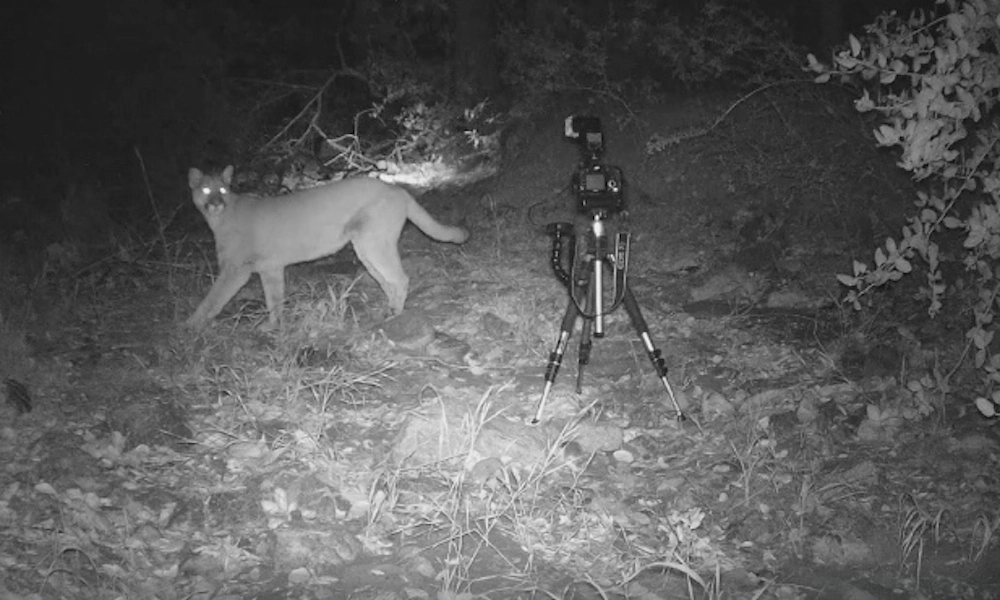Can Mountain Lions See at Night