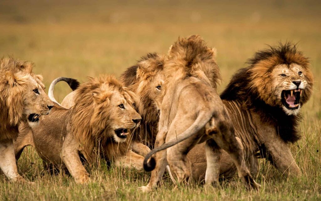 What is a Group of Lions Called? 
Answered & Explained