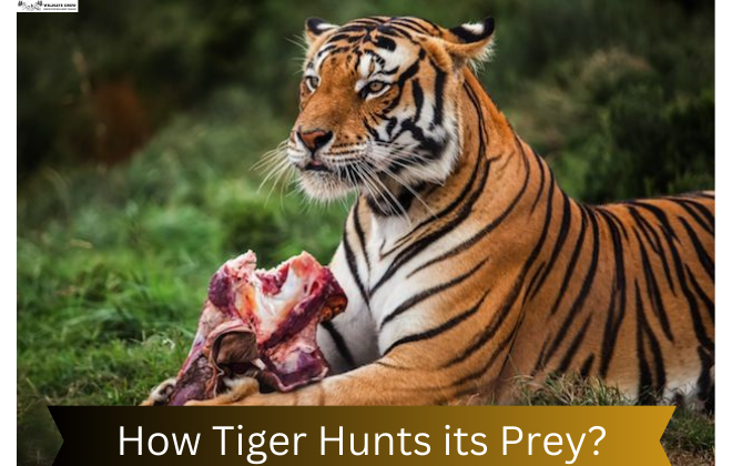 How Tiger Hunts its Prey? | Tiger Hunting Strategies